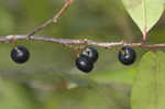 Carolina laurelcherry